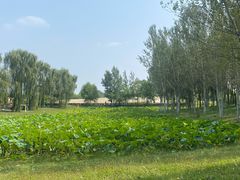 -东郊湿地公园