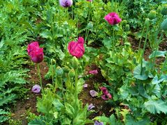 -国家植物园南园