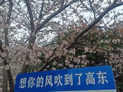 -高东镇樱花园