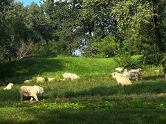 -北京野生动物园