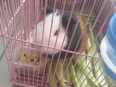 -青石桥花鸟鱼虫市场(叠翠城店)