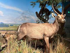 -陕西自然博物馆