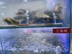 -石锅苗苗鱼(武汉首店)