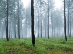 -塞罕坝国家级自然保护区