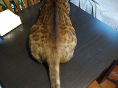 -李小姐の猫咖啡馆(五角场店)