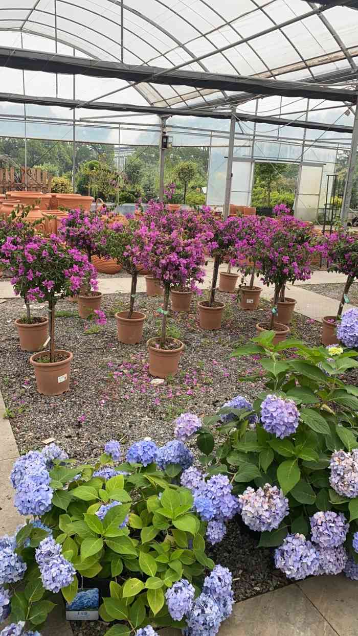 虹越·园艺家(浦东宣桥店)-"买了两箱植物回去,店挺大,种类比较齐全,.