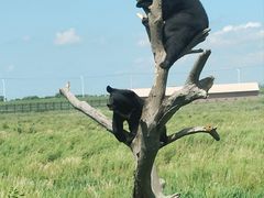 -黑瞎子岛探秘野熊园