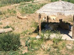 -新疆天山野生动物园