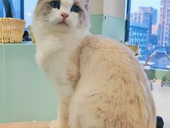 -怪兽屋·羊驼·猫咖·狗咖(俊华广场店)