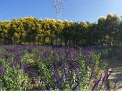 -广东花都香草世界旅游度假区