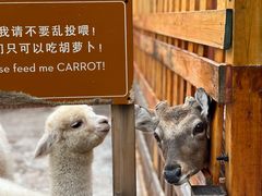 -丽江金茂凯悦臻选酒店-滇香馆