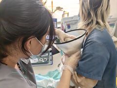 -东莞宠友24H宠物中心医院·转诊夜诊·异宠(新河北路院)