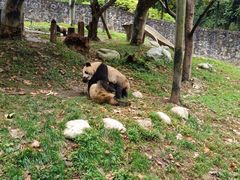 -都江堰中华大熊猫苑
