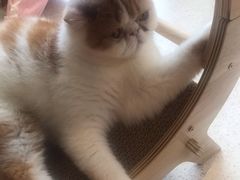 -飞行喵MR PILOT|猫舍·猫咖(静安大融城店)