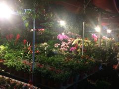 晚上滴花鸟市场-曲阳花鸟市场(曲阳路店)
