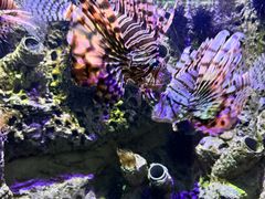 -太平洋海底世界