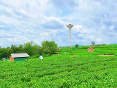 -中华茉莉园