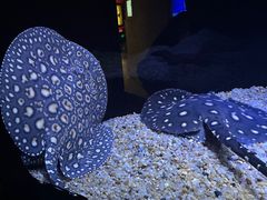 -上海海洋水族馆