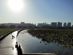 -月湖风景区