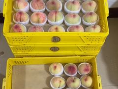 -老袁家蜜桃农场·阳山水蜜桃