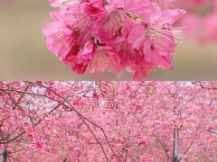 -天适樱花悠乐园