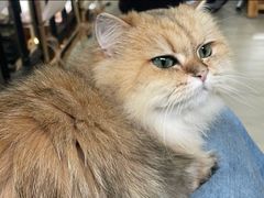 -豆逗聊愈猫阁Easy Life