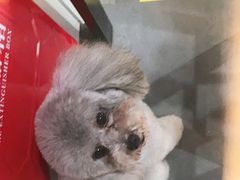 -1013 PET SHOP 宠物商店(近铁城市广场店)
