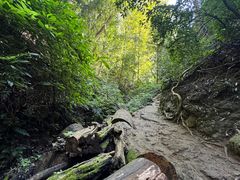-西双版纳原始森林公园