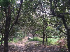 -塘栖枇杷特色园区