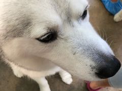 -TrueLove @ Neverland (Husky Cafe)