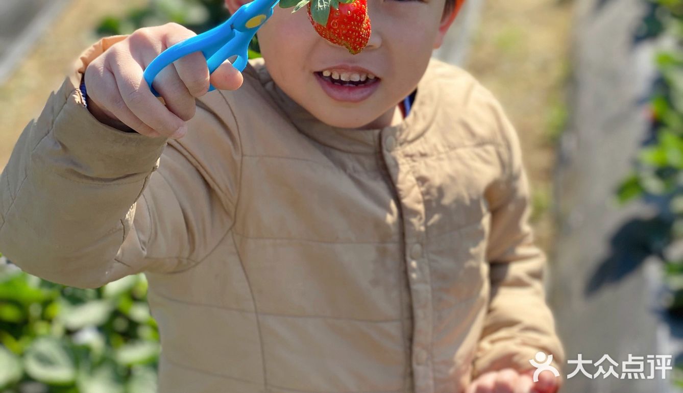 草莓季🍓遛娃圣地🍓
