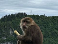 -峨眉山风景名胜区