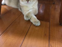 -东方名猫馆·英短金渐层布偶猫舍(环线广场1号楼店)