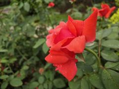 -人民公园(罗湖区)