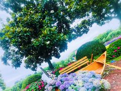 -上海鲜花港