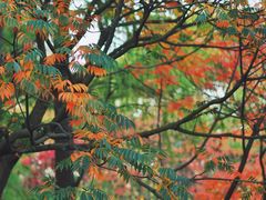 -上海共青森林公园