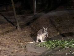-清迈夜间动物园