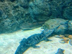 -上海海洋水族馆