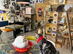 -平行世界·猫咖(首经贸店)