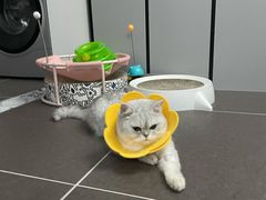 -宠爱国际动物医院· 猫科· 外科·中兽医(长白店)