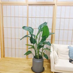 -盼兮·日式美睫沙龙