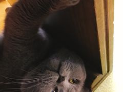 -猫咪咖啡·猫咖(万达广场店)