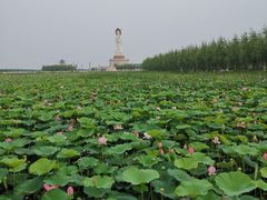 -呼兰河口湿地公园