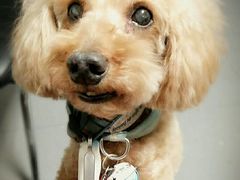 -利又安动物医院··老年病·猫科犬科·中兽医