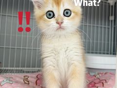 -翊宠yipet猫狗购宠庄园犬舍•猫舍