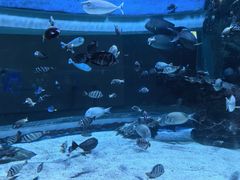 -海合安成都极地海洋公园