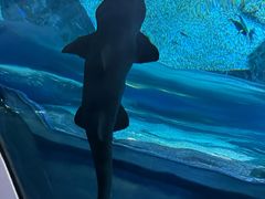 -暹罗海洋世界