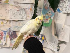 -吉丁鸟咖·异宠·寄养