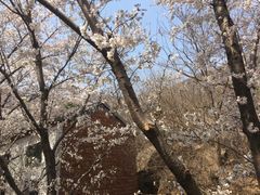 -樱花山风景区