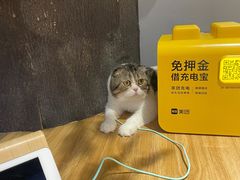 -啵啵喵·猫咖(攀华国际店)